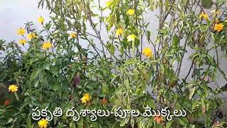 Village Nature || పల్లె ప్రకృతి ||