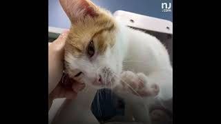 N.J. shelter urgently seeking homes for hundreds of cats and kittens