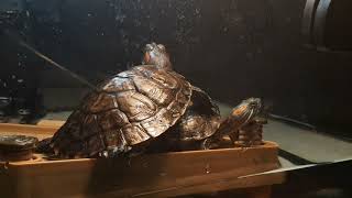Греющая лампа для красноухой черепахи. Домашнее солнце