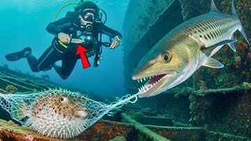 SAVED From a Ghost Net    And a Hungry 6 Foot Barracuda