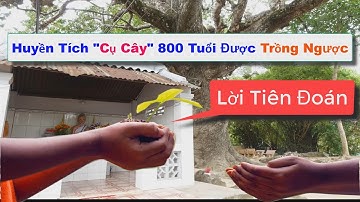 Huyền Tích " Cụ Cây " 800 Tuổi Được Trồng Ngược Và Lời 