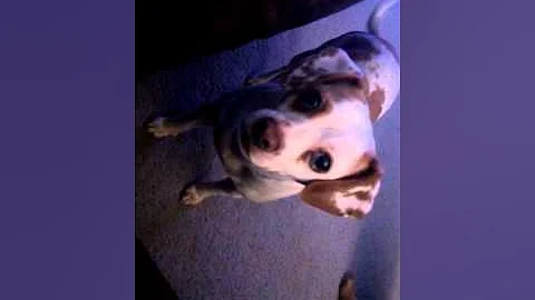 Psycho dog