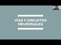 Vías y circuitos neuronales