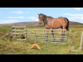 Horse  carrot  animated short