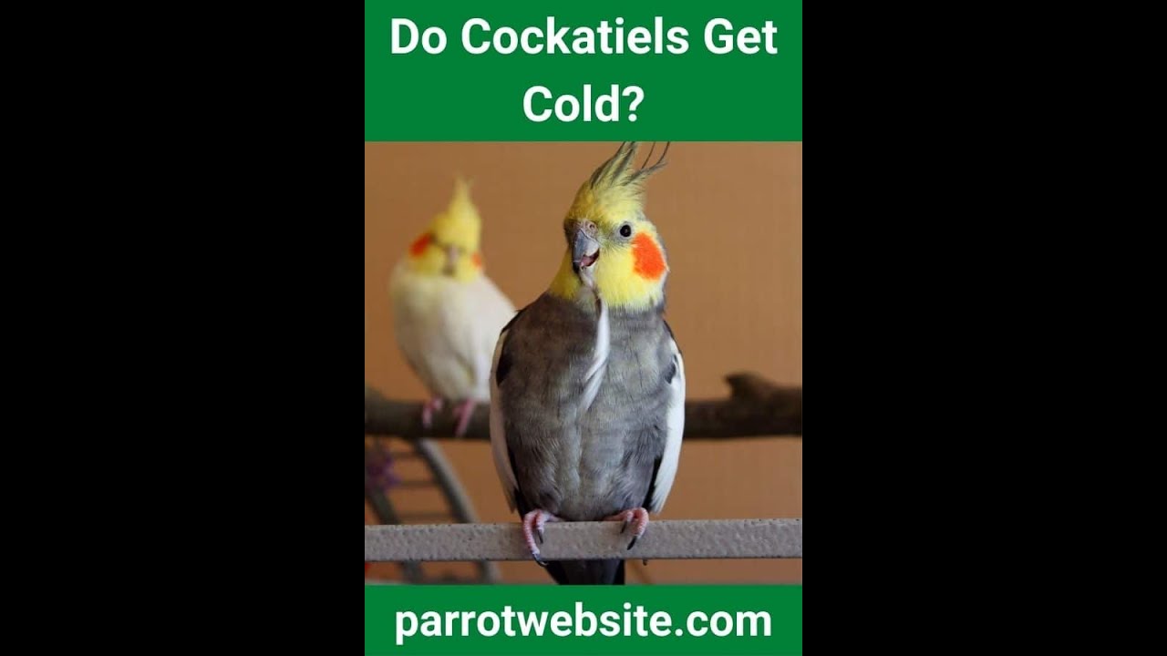 Do Cockatiels Get Cold? [And 6 Best Tips To Keep Them Warm] budgie parakeet YouTube