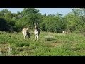 Meet My Hiking Buddies: Wildlife in South Africa