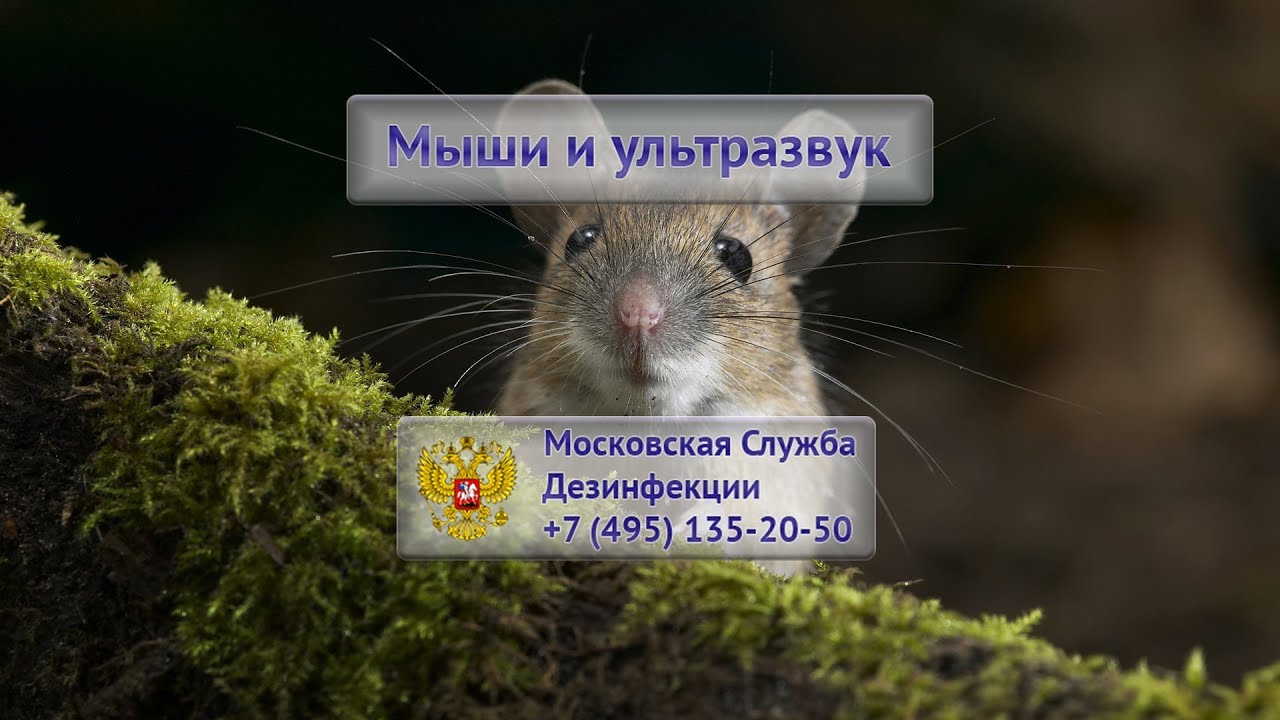 Мыши Московской области. Мышки миск.