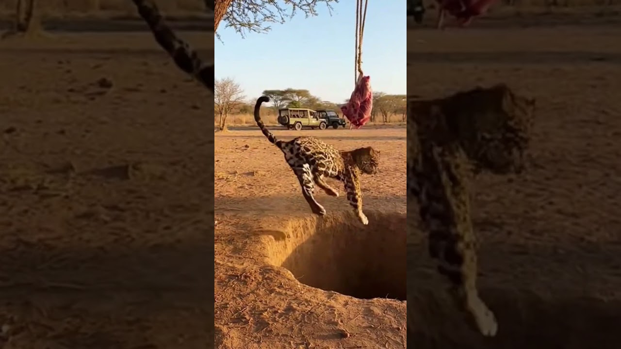 เสือจากัวร์พลาดท่า ตกหลุมลึกต่อหน้ากล้อง | Jaguar Falls Into Deep Pit While Chasing Food