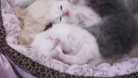 Video 582521: persian himalayan kittens, persian kittens cattery, himalayan babies, gardens cattery, litter