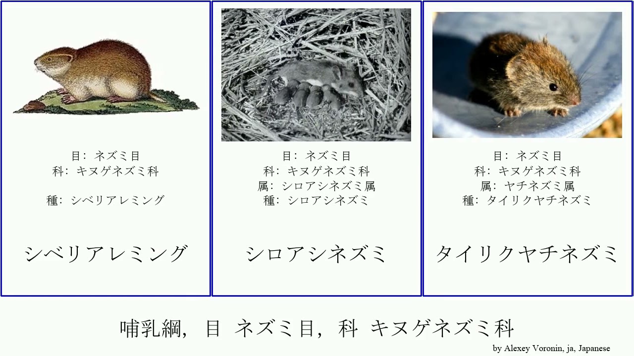 哺乳綱 目 ネズミ目 科 キヌゲネズミ科 Mammal ヒメヤチネズミ ハタネズミ亜科 ヨーロッパヤチネズミ クビワレミング ケナガヤチマウス属 Futuremono ナンベイヤチマウス属 Youtube
