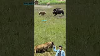 KERBAU MELINDUNGI ANAKNYA! SINGA DATANG DARI 3 ARAH SEKALIGUS! 😱🐃🦁