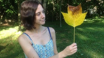 James BonTempo & Truth Tables - Order of Operations (Official Music Video)