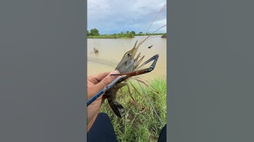 Câu tôm càng xanh ở cống #fishing #dcgr #câutôm  #câutômcangxanh