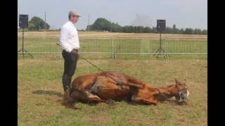 spectacle les cavaliers du sud 1 travail a pied