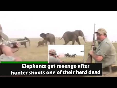 News: Elephants get revenge after hunter shoots one of their herd dead, SUNews