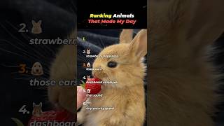 Ranking Animals That Made My Day