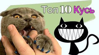 Топ 10 кусь кота Космоса. Кот делает кусь