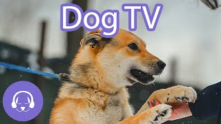 Dog TV - 2 Hours of Entertainment for Dogs - Virtual Dog Walk 2021