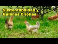 GALLINAS CRIOLLAS Y SUSTENTABILIDAD