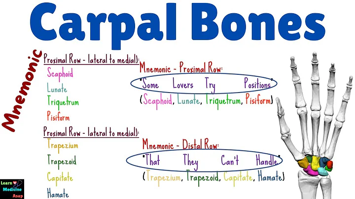 Carpal Bones (Wrist Bones) - Anatomy, Relations and Mnemonic