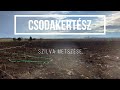 Csodakertész - Egy éves szilva metszése