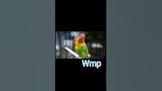 Sigitwmp: Suara tengkek buto dari Kusumo bisa buat nglatih mental lovebird / download free