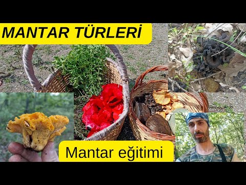 Mantar türleri, Mantar çeşitleri, Mantar toplama videoları..