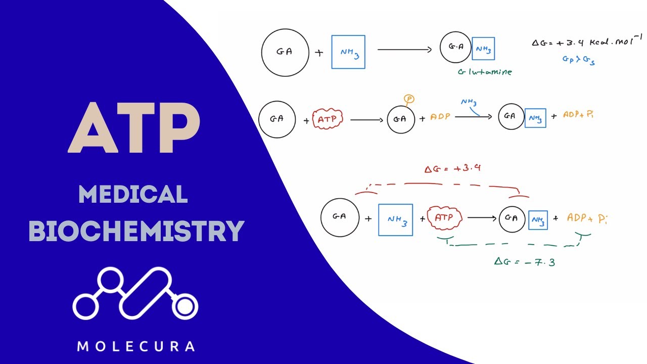 How Does ATP Work? | Medical Biochemistry
