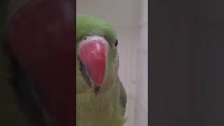 الببغاء الاخضر Green parakeet