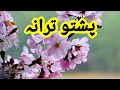 Pashto nasihatpashto naatpashto taranahafiz hikmat