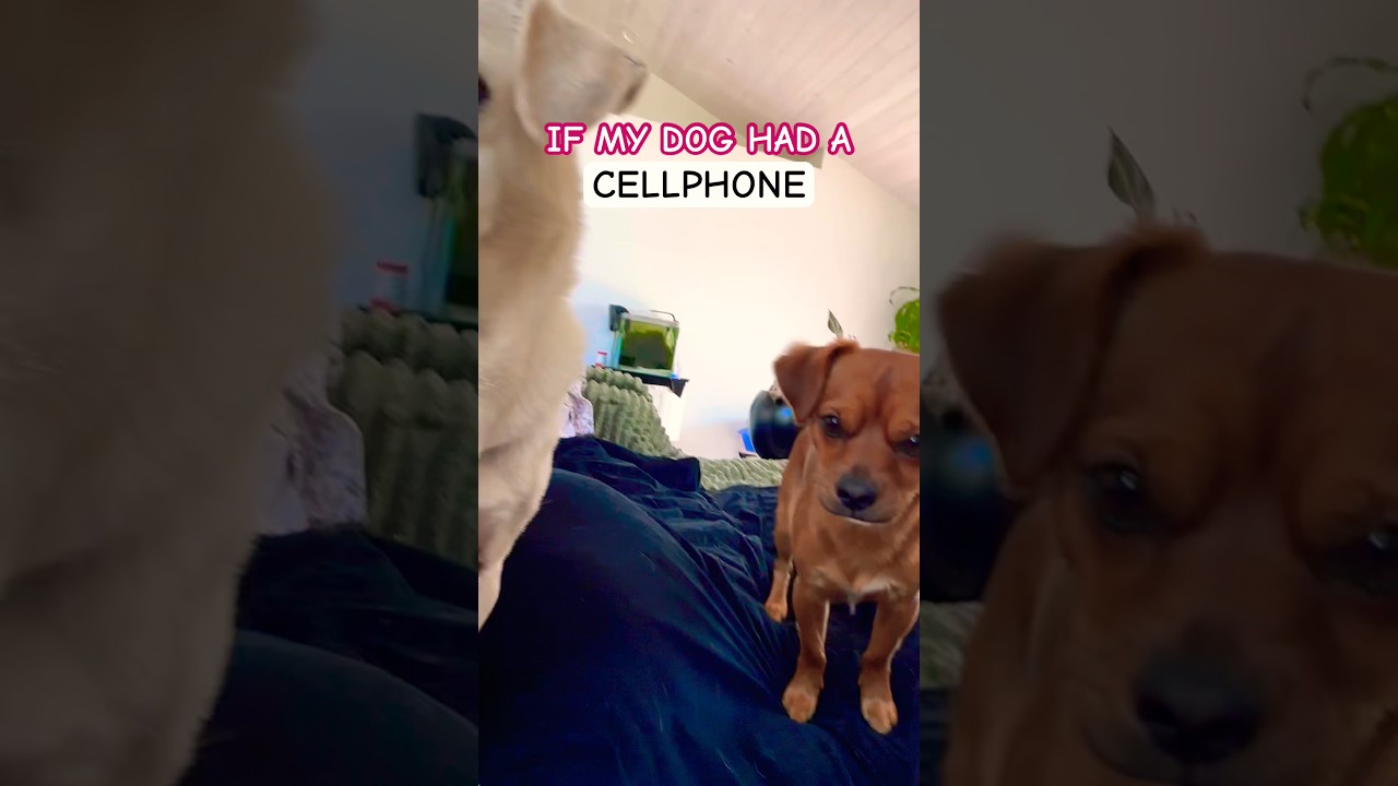 If my dog had a phone ☎️ !!?!#dogdad #cutedog #puppy #funny #cutepuppy #cute #dog #shorts #relatable 