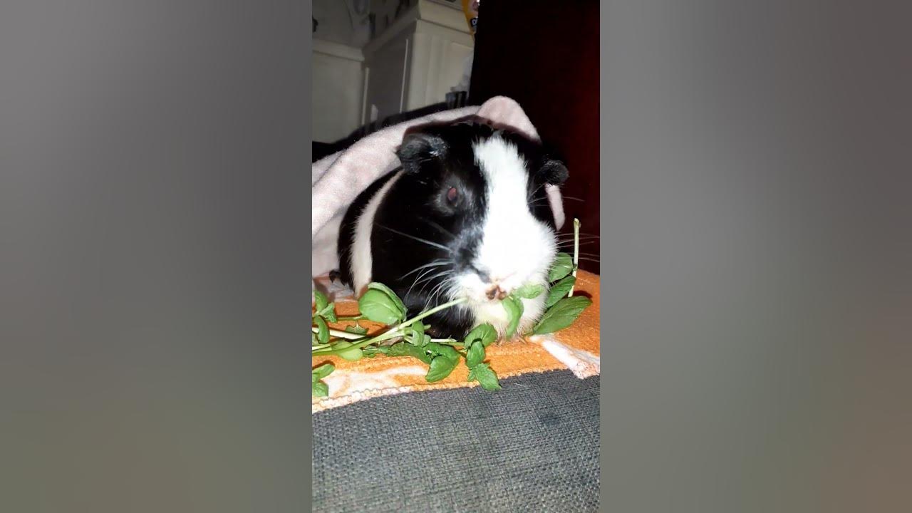 rex the guinea pig enjoying his watercress herbs YouTube