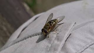 Neugierige Schwebfliege auf Hose und Hand
