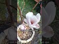 Magnolia en fleurs 🌸 incroyable !