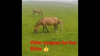 Otlar Yoqqan Boʻlsa Bitta