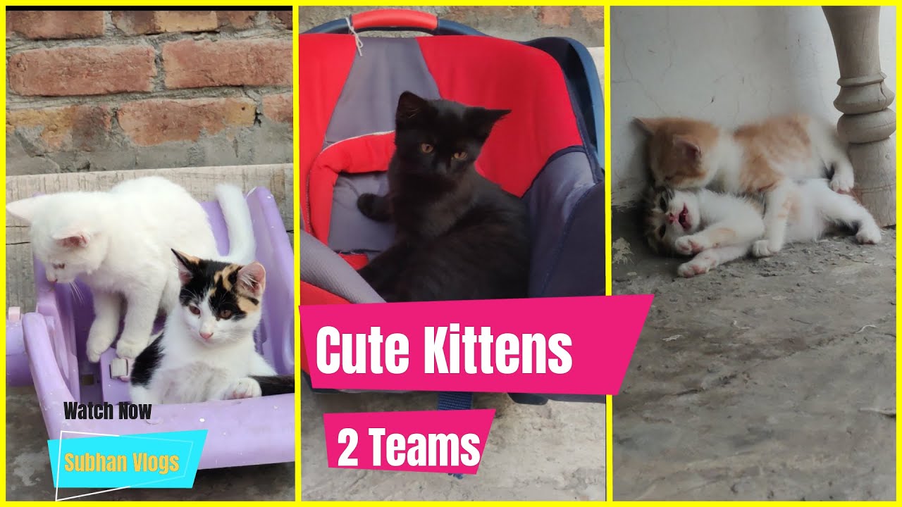 Cute Kittens | adorable | Cat Meowing