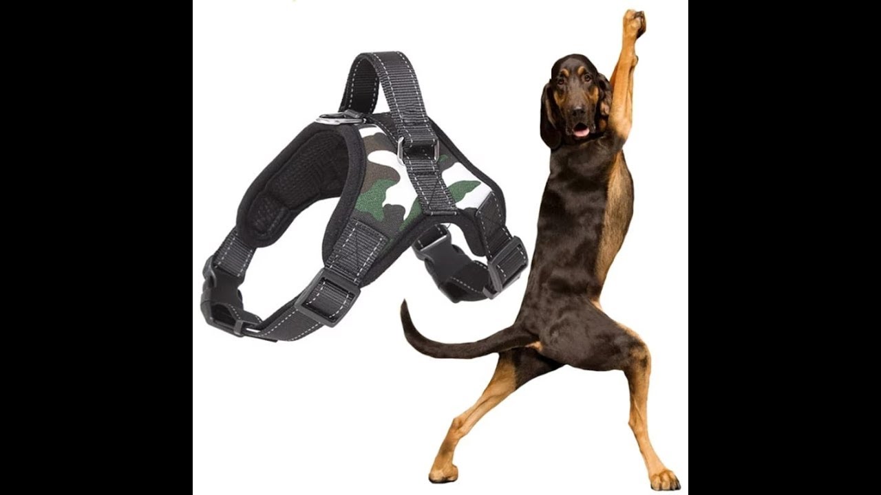 XL Dog Harness AliExpress unpackaging YouTube