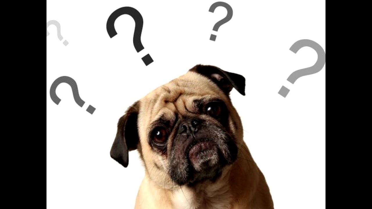 Dog Video 1 Mental Capacity General Intelligence