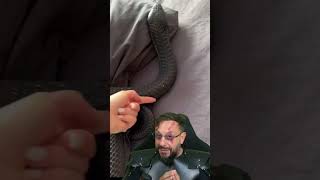 Teria coragem de deitar nesta cama? Coleção da Lika EPISÓDIO #10 #biologohenrique #animais #biologo