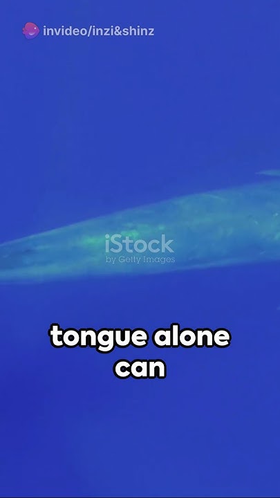 Whale of a Tongue: Blue Whale Facts - YouTube