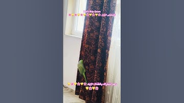 تلاوه رائعه من الذكر الحكيم #birds #cutebird #cuteparrot #foryou #اكسبلور