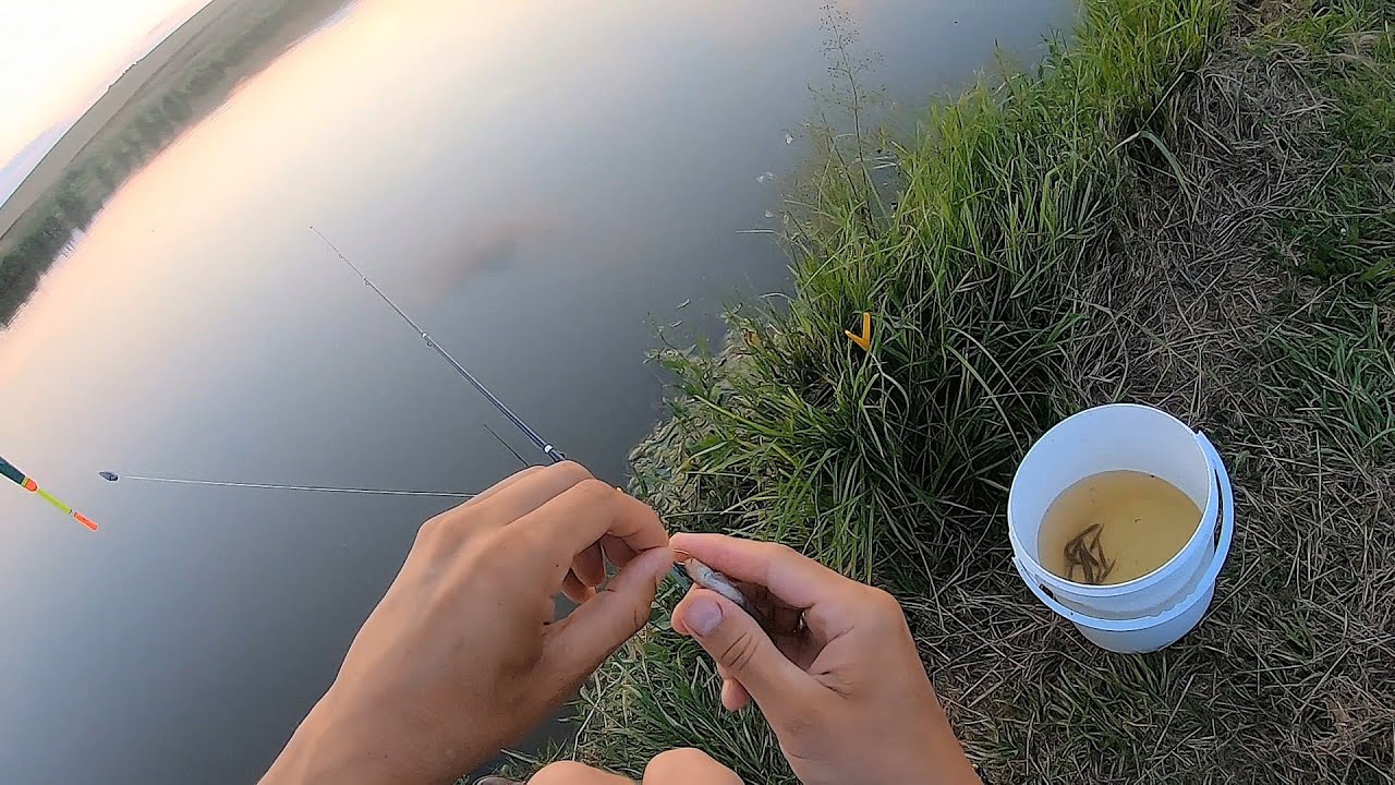 Żywiec w moim stawie - próbuje złowić drapieżnika