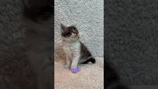 Если я притихла #юмор #cat #мейнкун #прикол