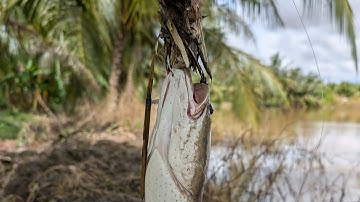 Câu lure cá lóc ruộng lúa, nước lớn, cá ăn liên tục.