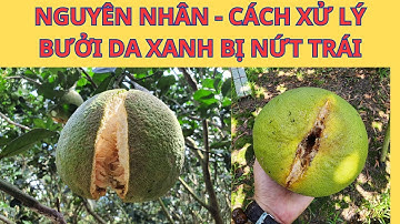 Nguyên Nhân - Cách Xử Lý Bưởi Da Xanh Bị Nứt Trái | Nông Nghiệp Chân Tâm