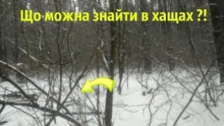 Коп у старому, вибитому лісі Київська область