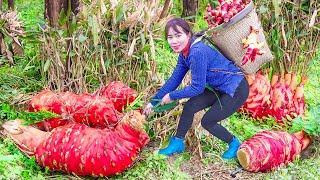 Harvesting Cucumber Roots for Sale at the Market | Quynh Bushcraft