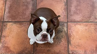 Boston Terrier Music Video “The Funny Things You Do”