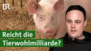 Tierwohlmilliarde – Schweinehalter bekommen Geld für bessere Ställe | Unser Land | BR