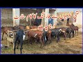 Kinti bakriyoon say goat farming start karai goat farming in pakistan beetle goat farming